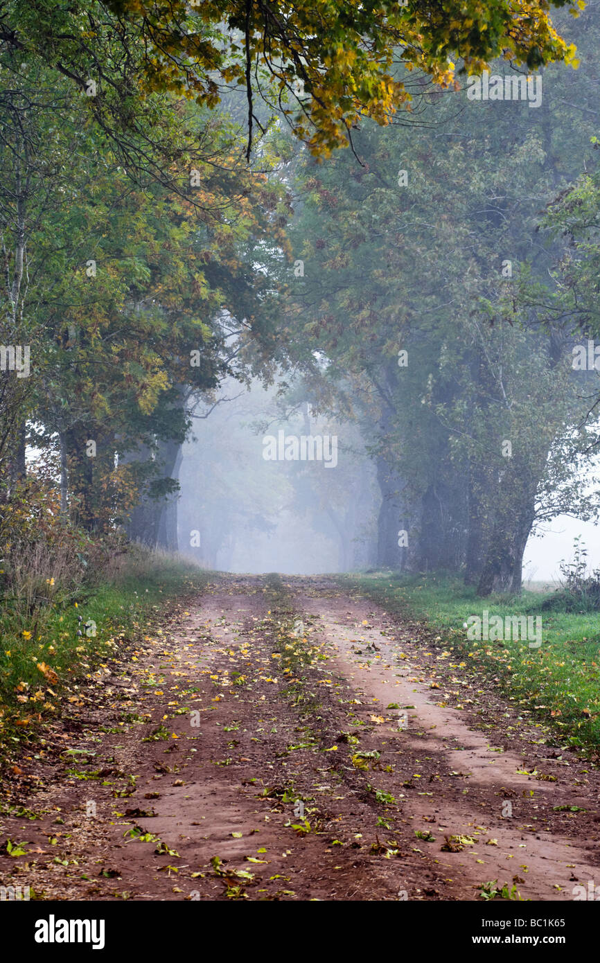 Gravel road alley in morning fog and autumn colors Stock Photo