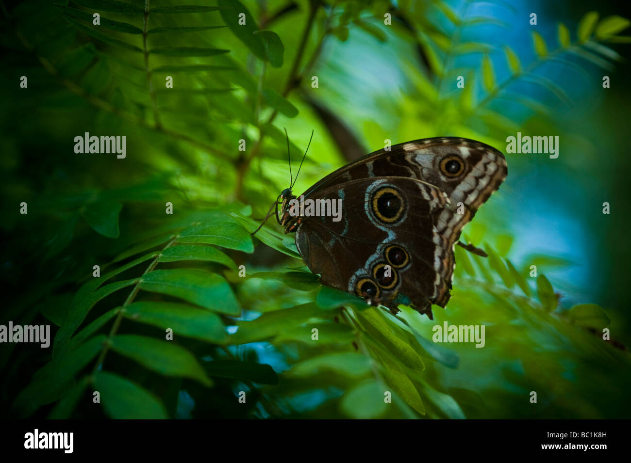 Morpho deidamia butterfly Stock Photo - Alamy