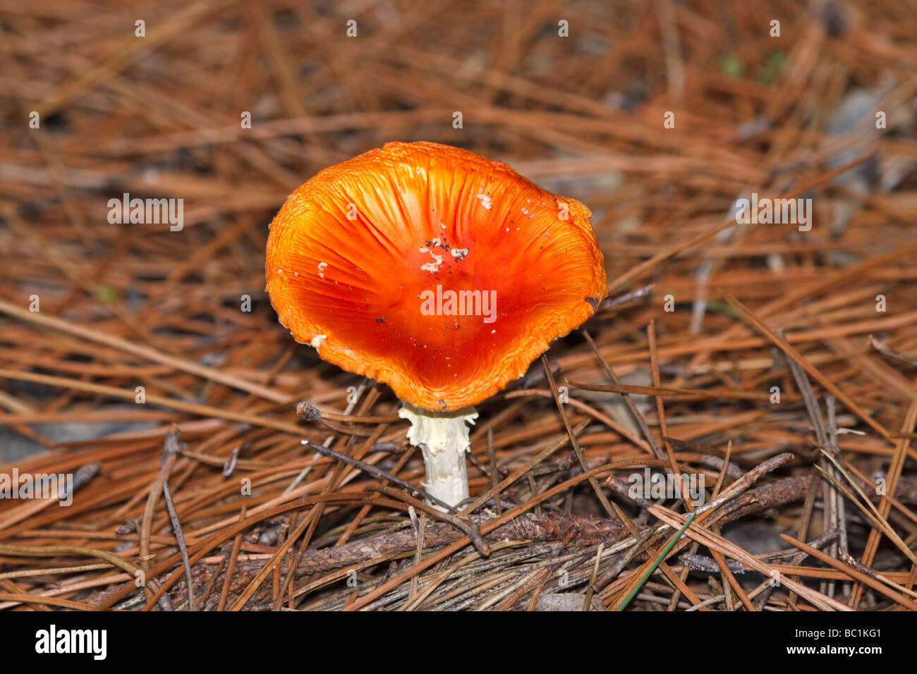 Fly agaric, Amanita muscara, in cap stage Stock Photo