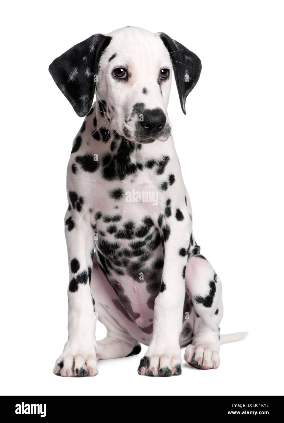 Dalmatian Spots High Resolution Stock Photography and Images - Alamy