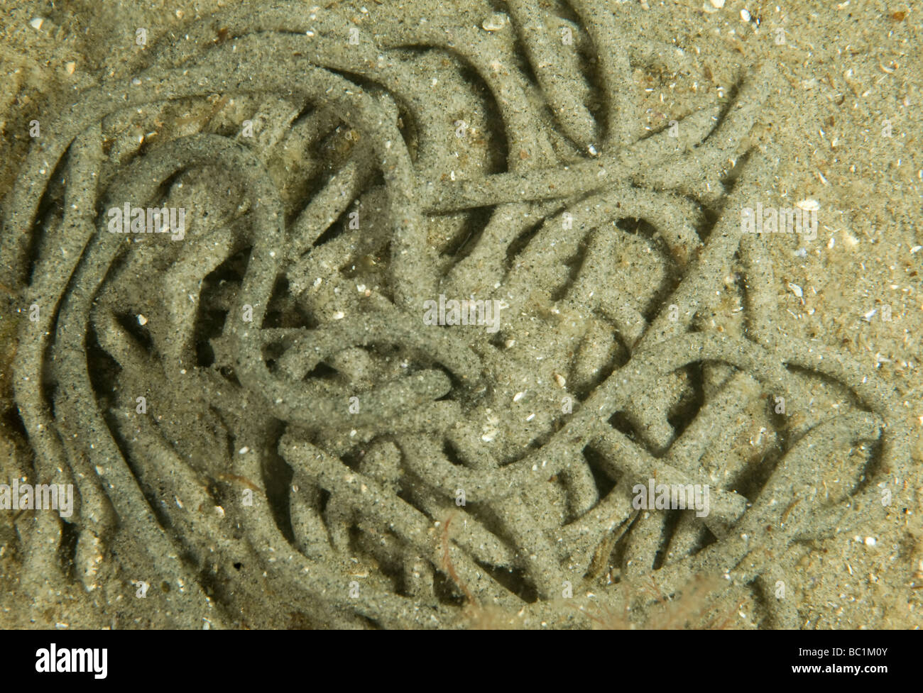 Lugworm, Arenicola marina, poo, Underwater Sweden Stock Photo