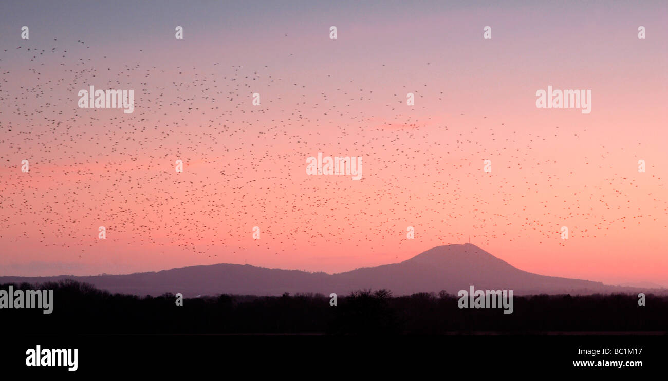 View towards The Wrekin with flock of starlings at sunset Adeney Shropshire England UK Stock Photo