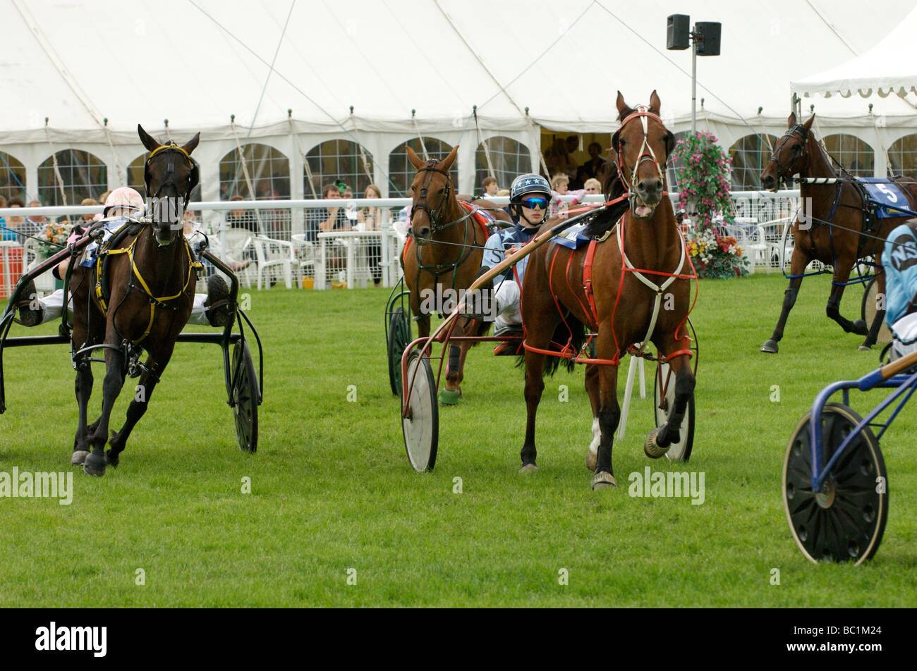 Horse harness hi-res stock photography and images - Alamy