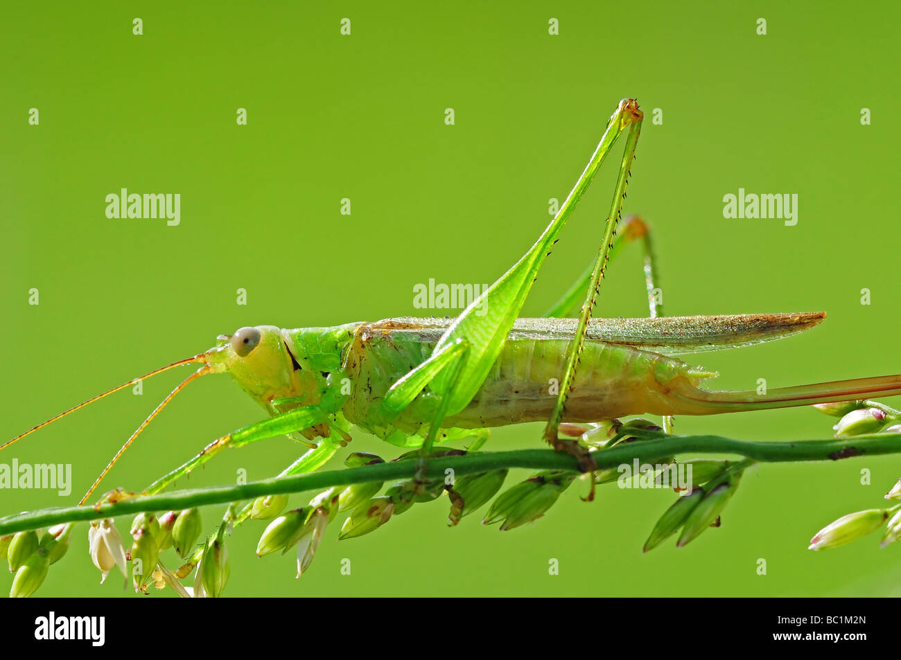 Grasshopper in the parks Stock Photo