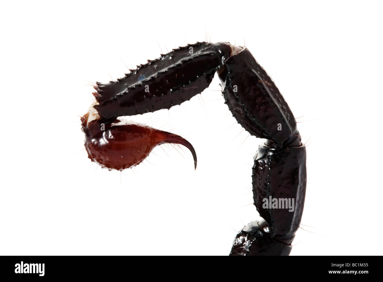 close up of the stinger of Emperor Scorpion Pandinus imperator isolated on white background  Stock Photo