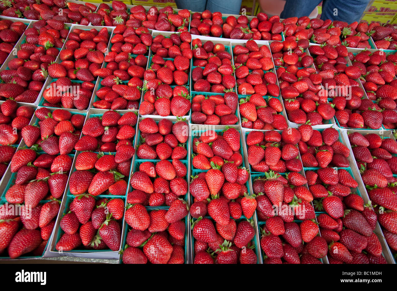 Strawberries in baskets in row for sale at fruit stand in Oxnard California Stock Photo