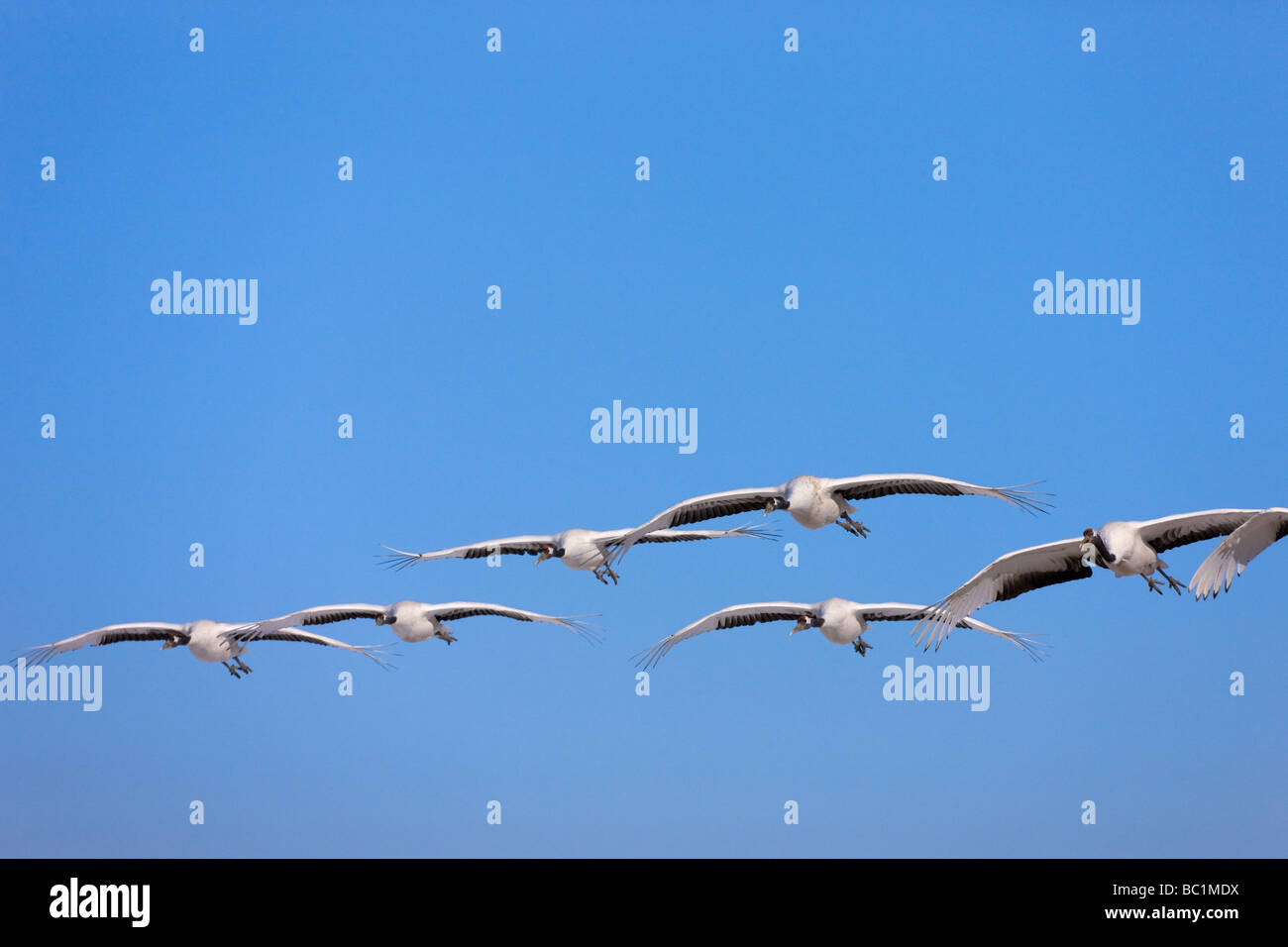 Red crowned cranes flying Zhalong Nature Reserve Heilongjiang China Stock Photo