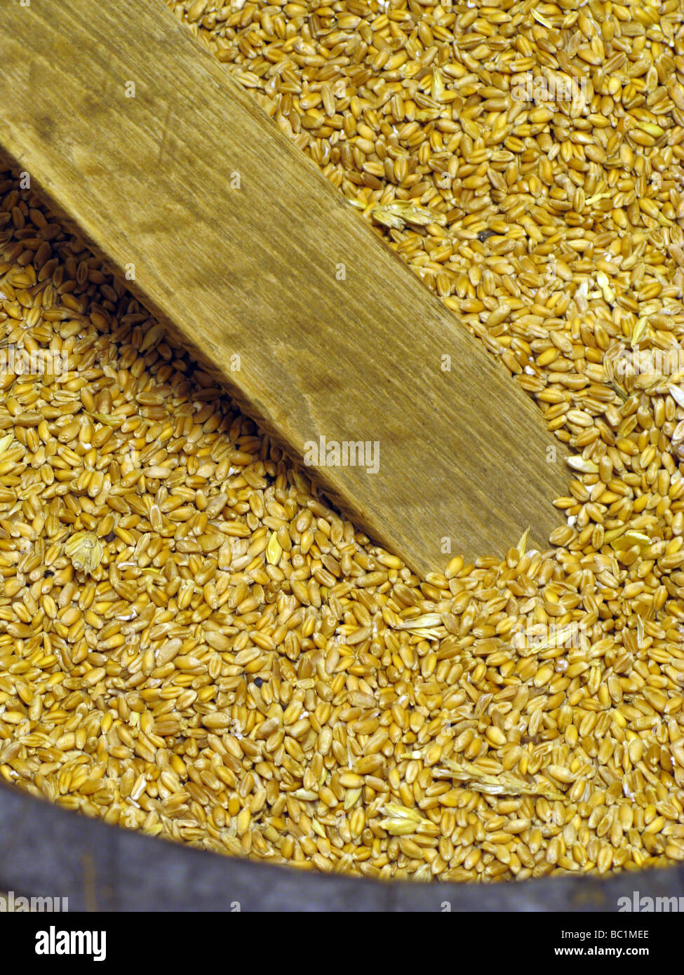bucket full of dry wheat grains Stock Photo Alamy