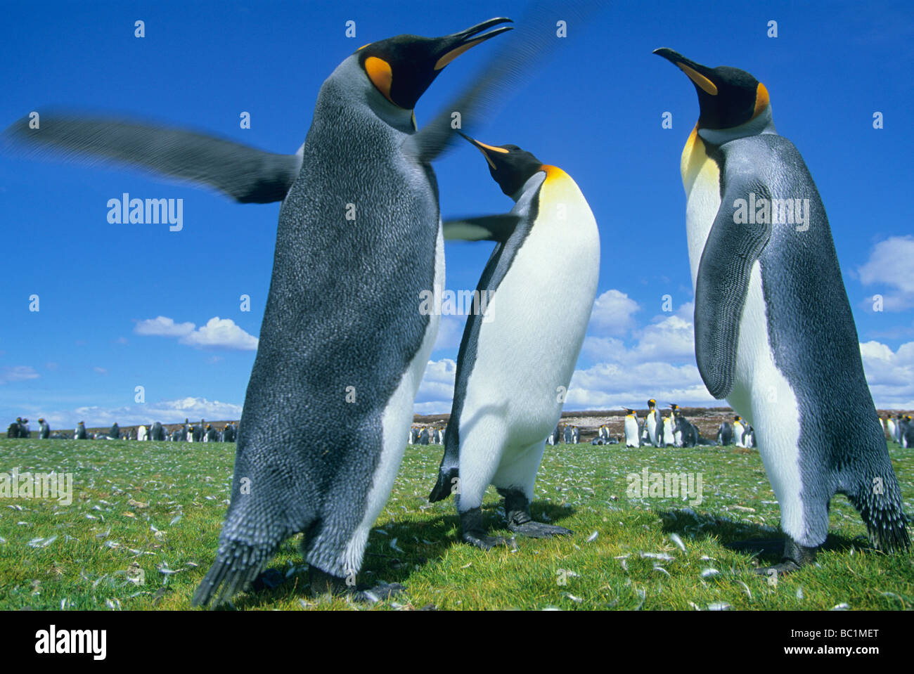 King Penguins (Aptenodytes patagonicus) fighting with flippers, Volunteer Point colony, Falkland Islands Stock Photo
