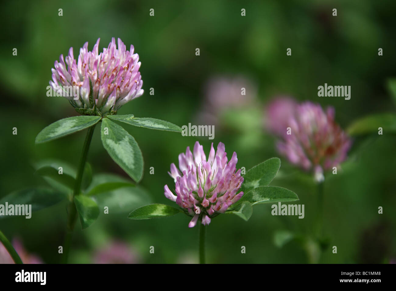 Flower and leaf of red clover Stock Photo