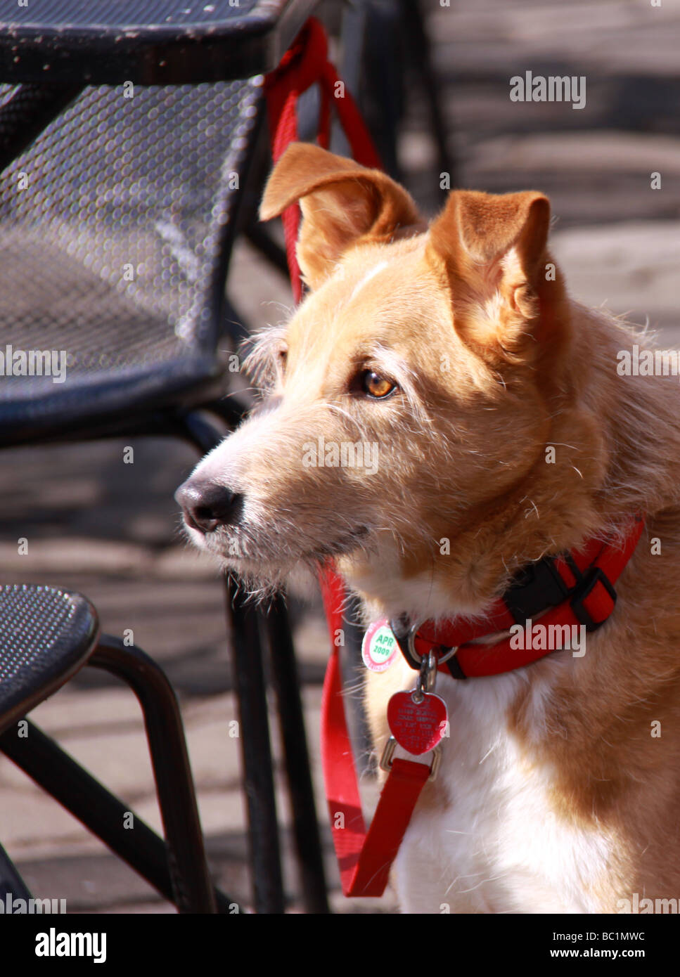 Mutt dog portrait Stock Photo