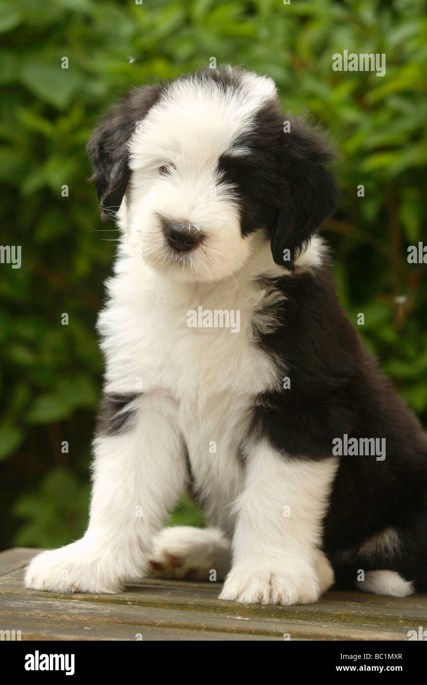 Cachorros Antiguo Pastor Ingles  Old english sheepdog, Animals, Old english