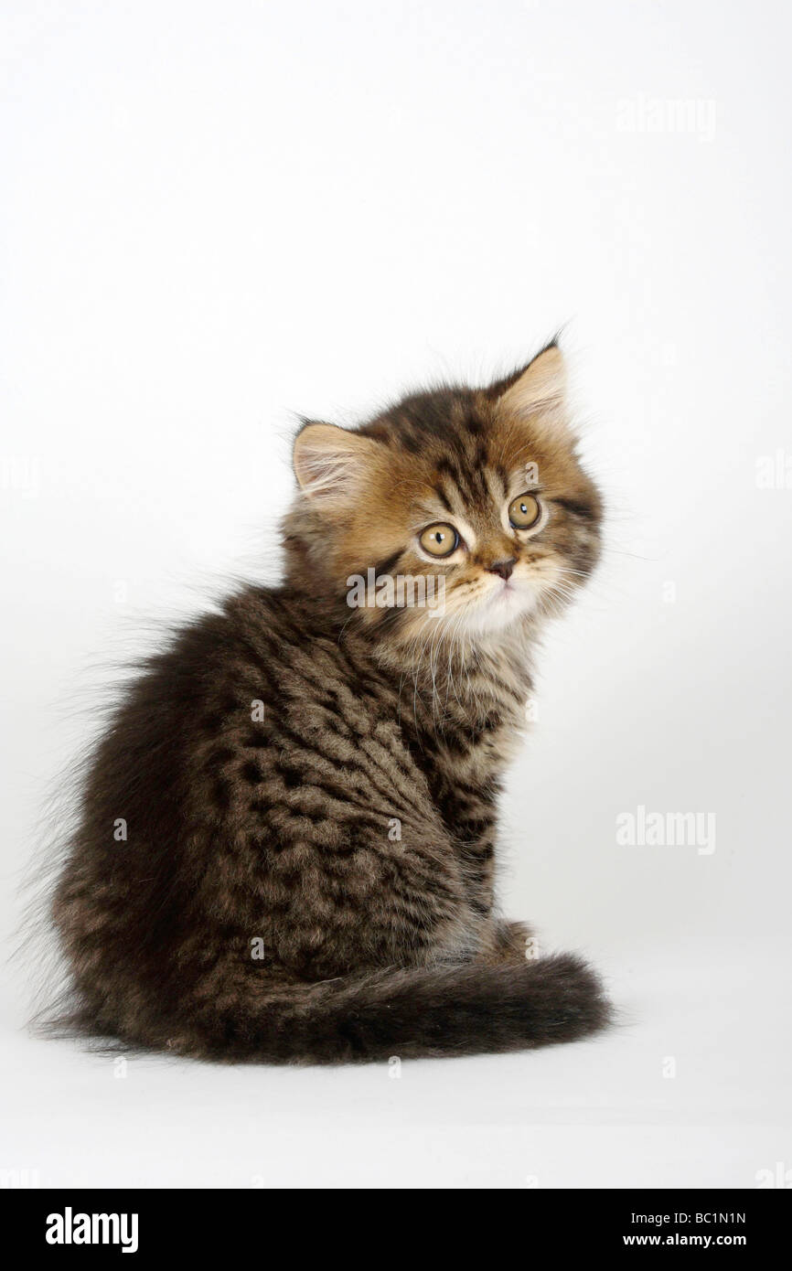 Domestic longhair kitten hot sale