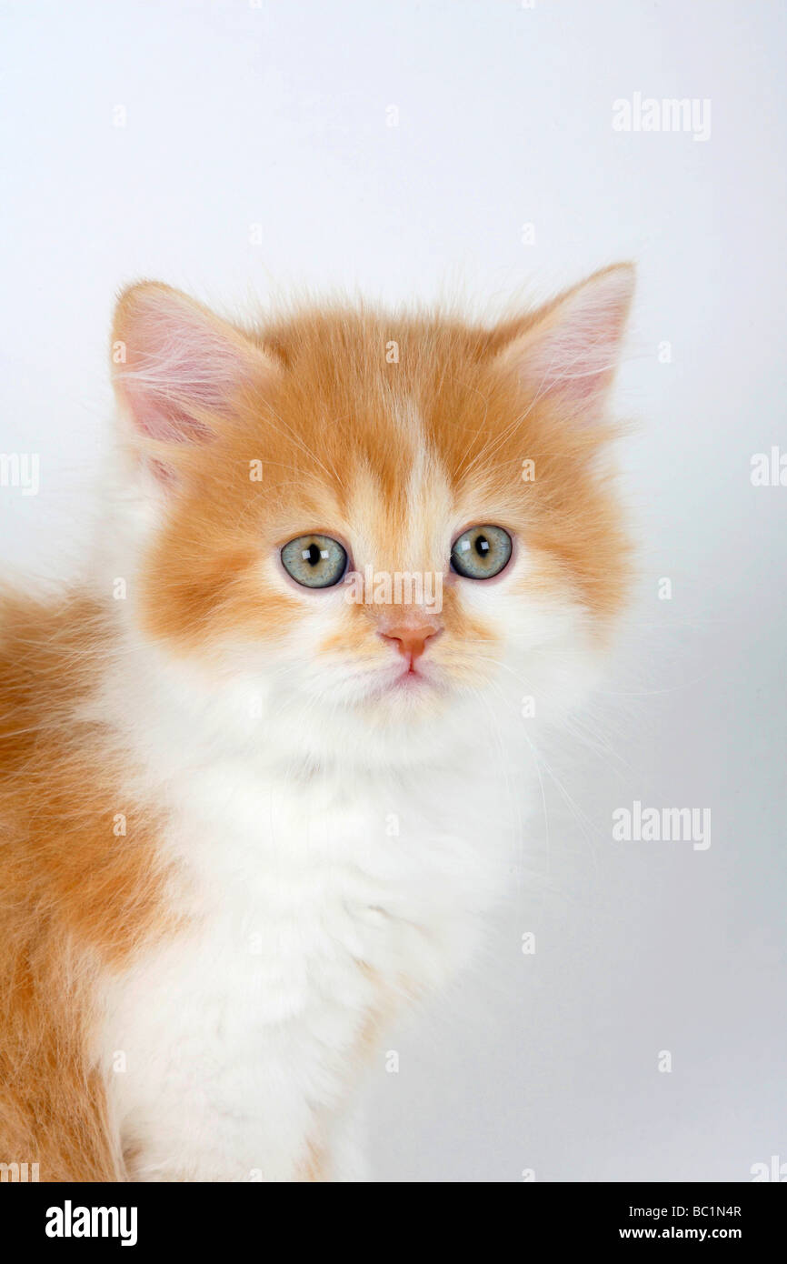 Ginger and hotsell white fluffy cat