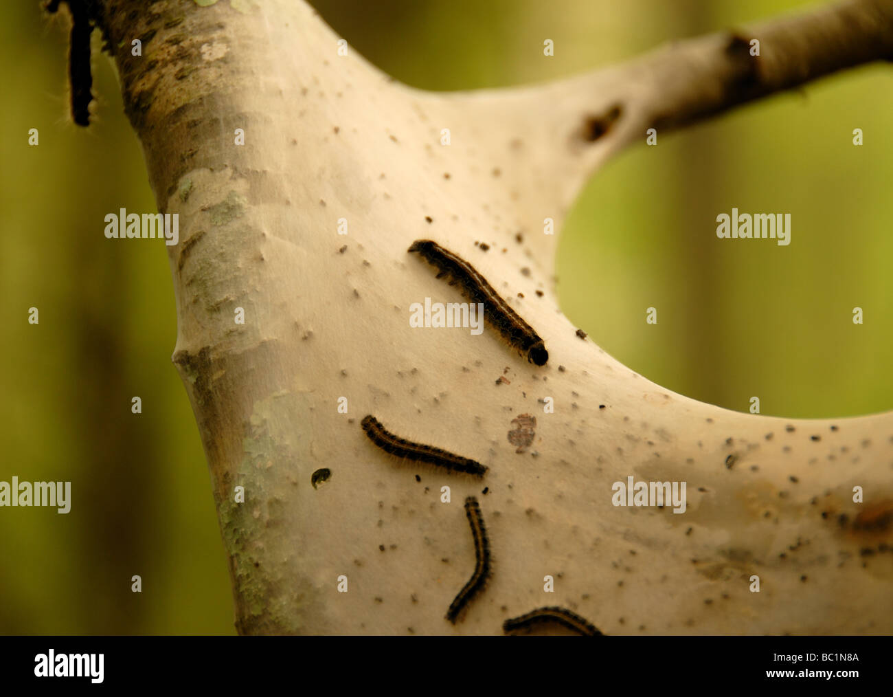 Cocoon nest hi-res stock photography and images - Alamy