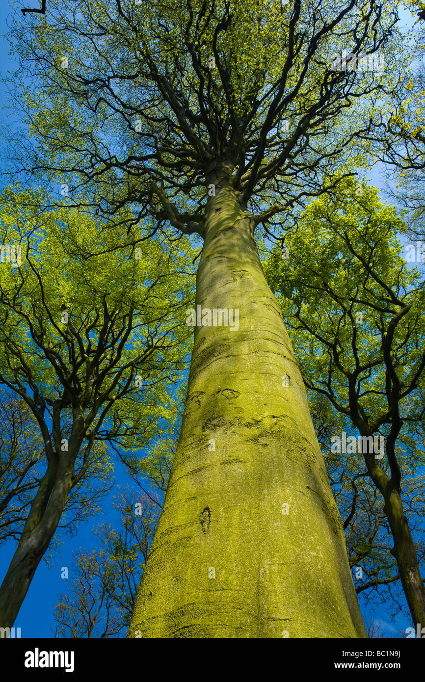 ENGLAND Tyne Wear Holywell Dene Woodland canopy in Holywell Dene
