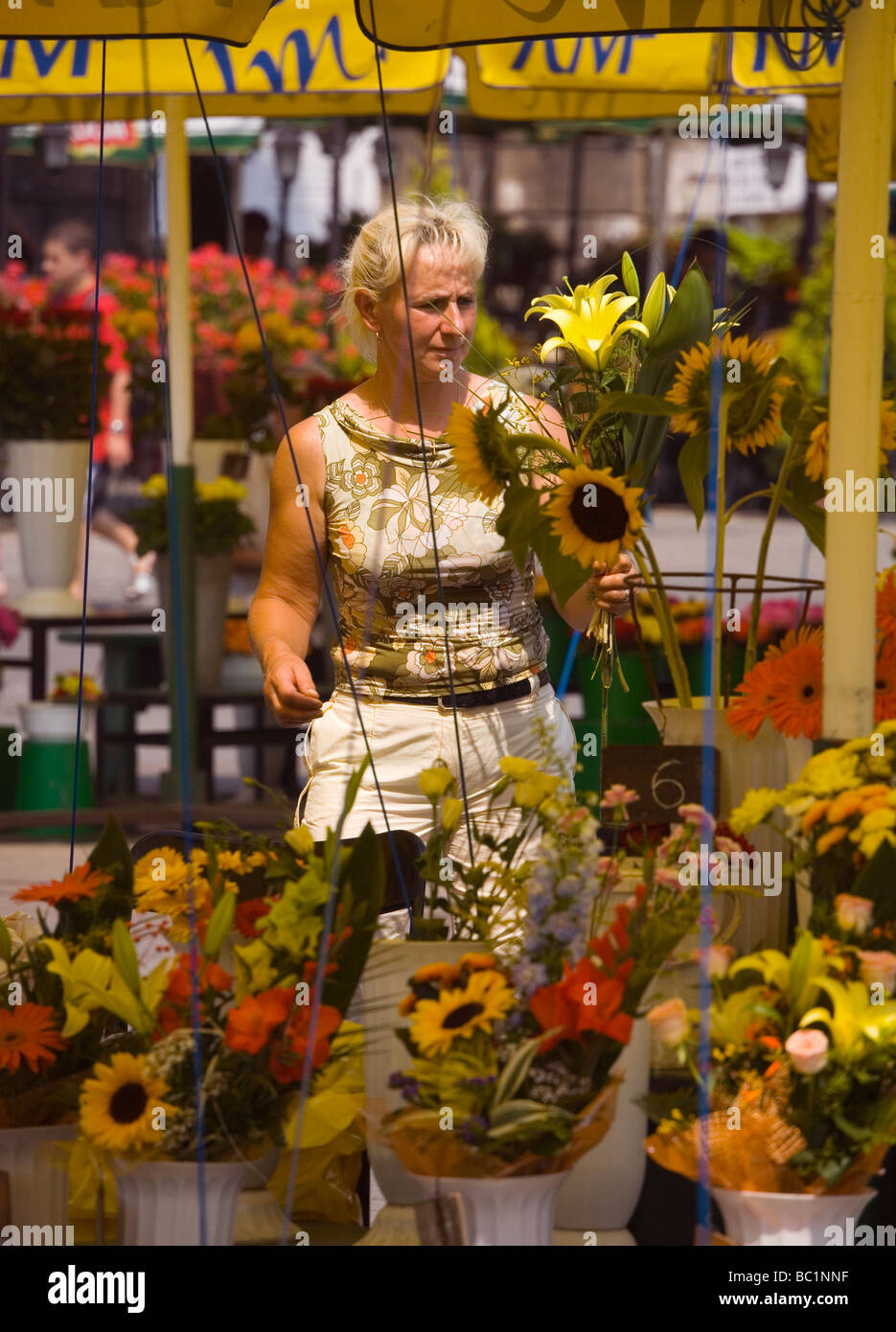 Poland flowers hires stock photography and images Alamy