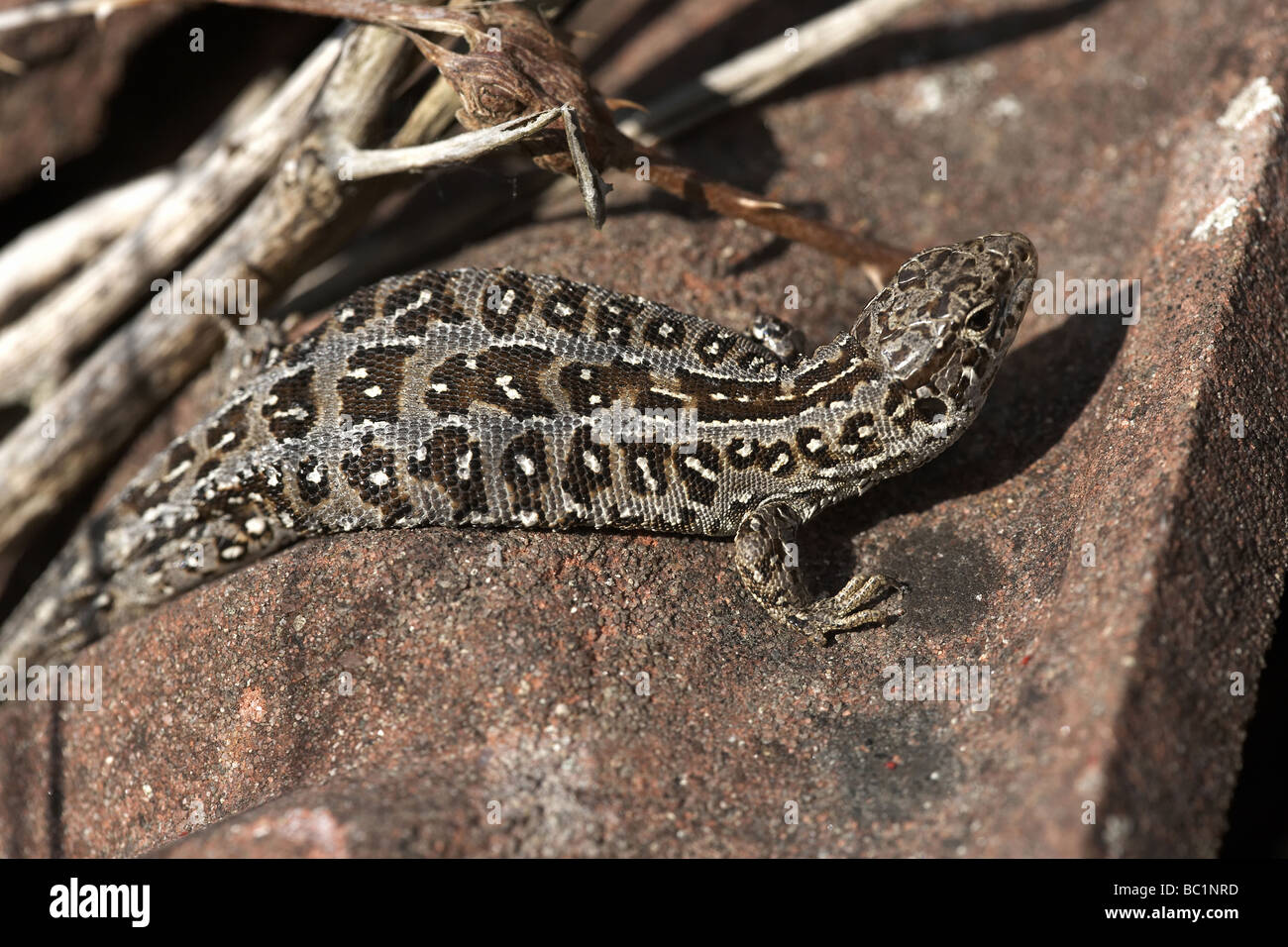 Female sand lizard Lacerta agilis Dorset UK Stock Photo Alamy