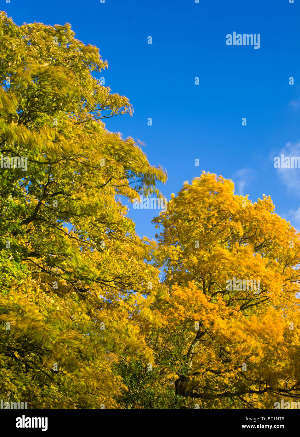 England Tyne Wear Newcastle Upon Tyne The autumn colours of trees in