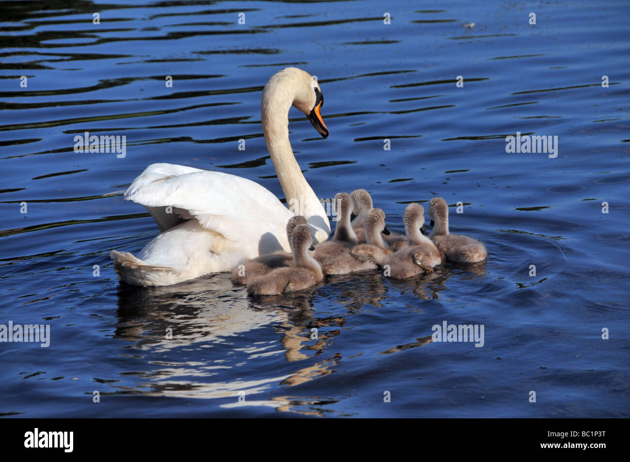 Swimming with a swan hi-res stock photography and images - Alamy
