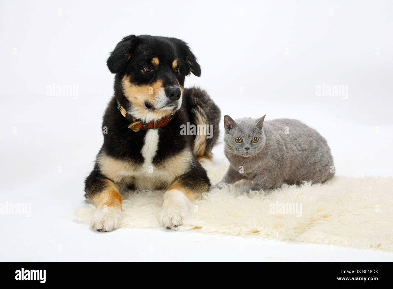 Australian Shepherd Tricolor And British Shorthair Cat Blue 14