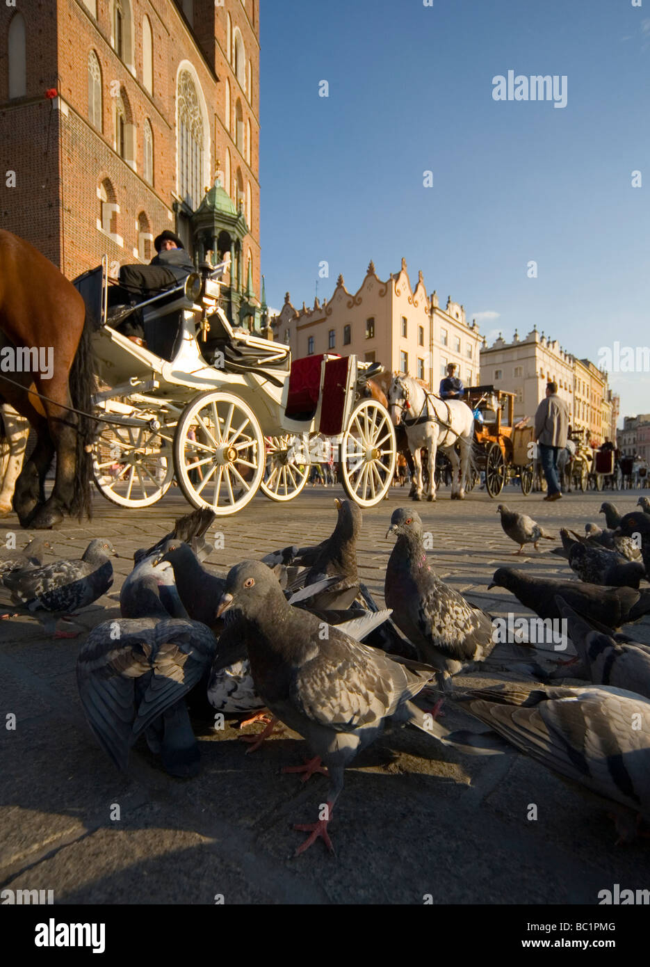 Poland Krakow pigeons Main Market Square Stock Photo Alamy