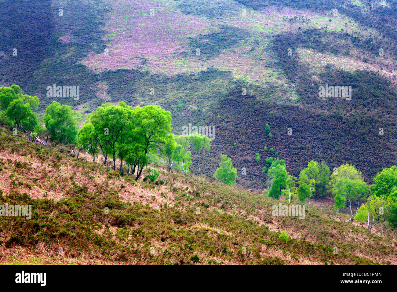 Spring in the Bovey Valley Devon England Stock Photo Alamy