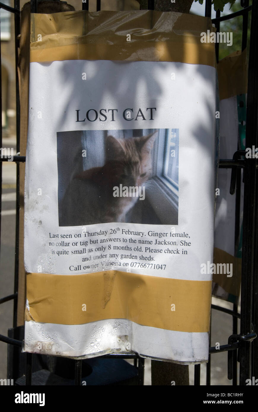London Hackney Lost cat poster on a tree Stock Photo