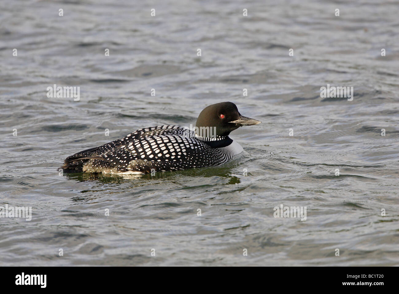 Great Northern Diver swimming Stock Photo
