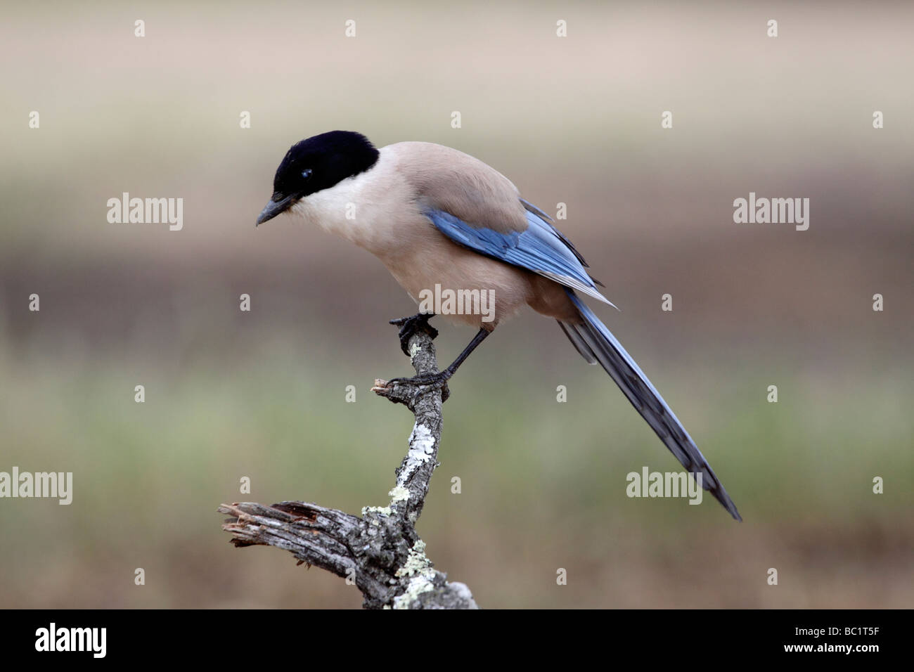 Azure-winged Magpie, Cyanopica cyanus. Extremadura, Spain Stock Photo