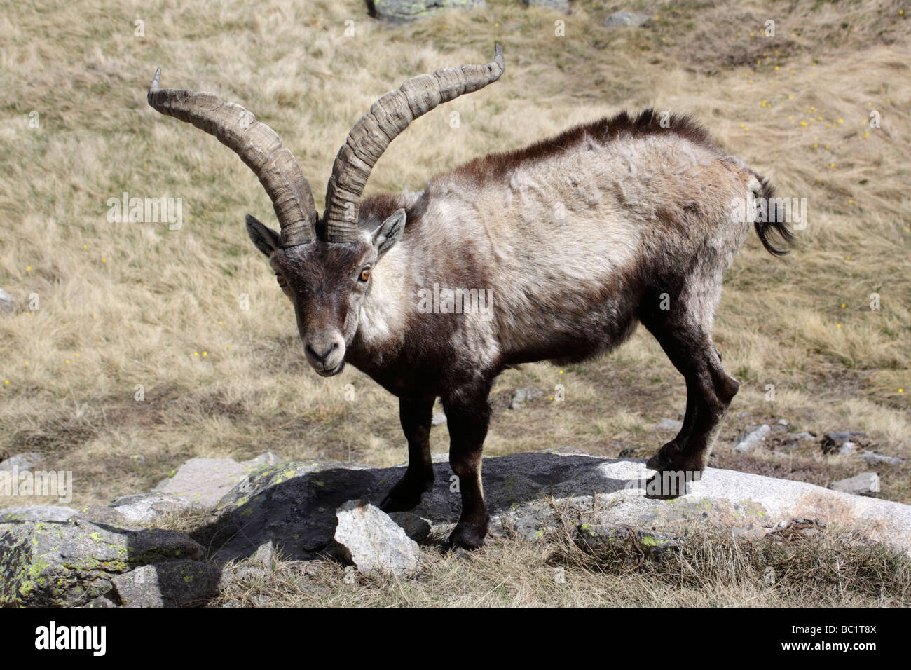 Spanish Ibex, Capra pyrenaica, Sierra de Gredos Mountains, Extremadura, Spain Stock Photo