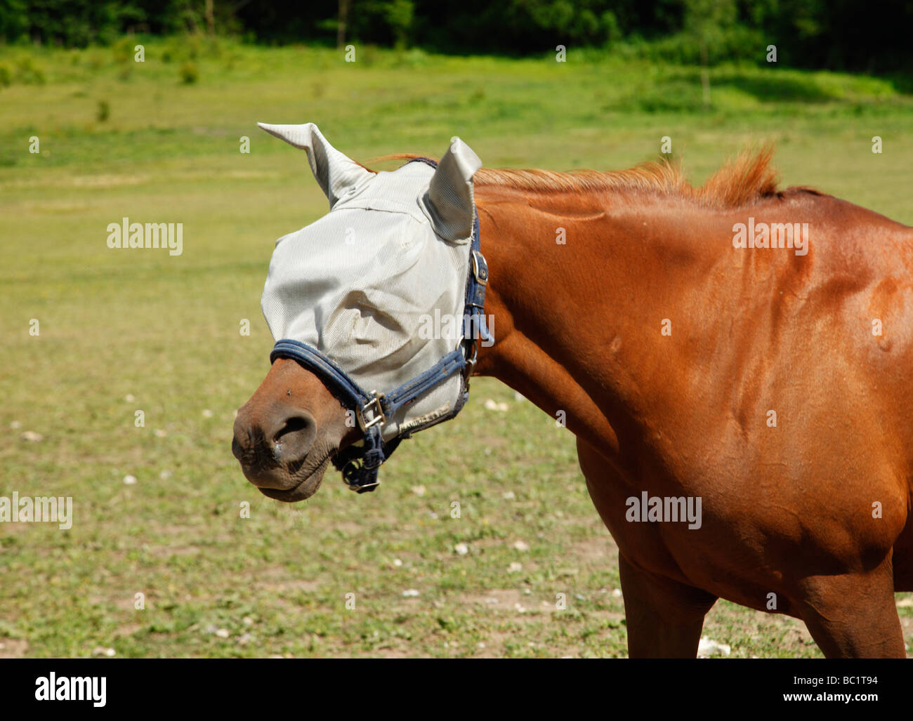 A horse wearing a Rambo Protector Horse Fly Mask. Kent, England, UK. Stock Photo