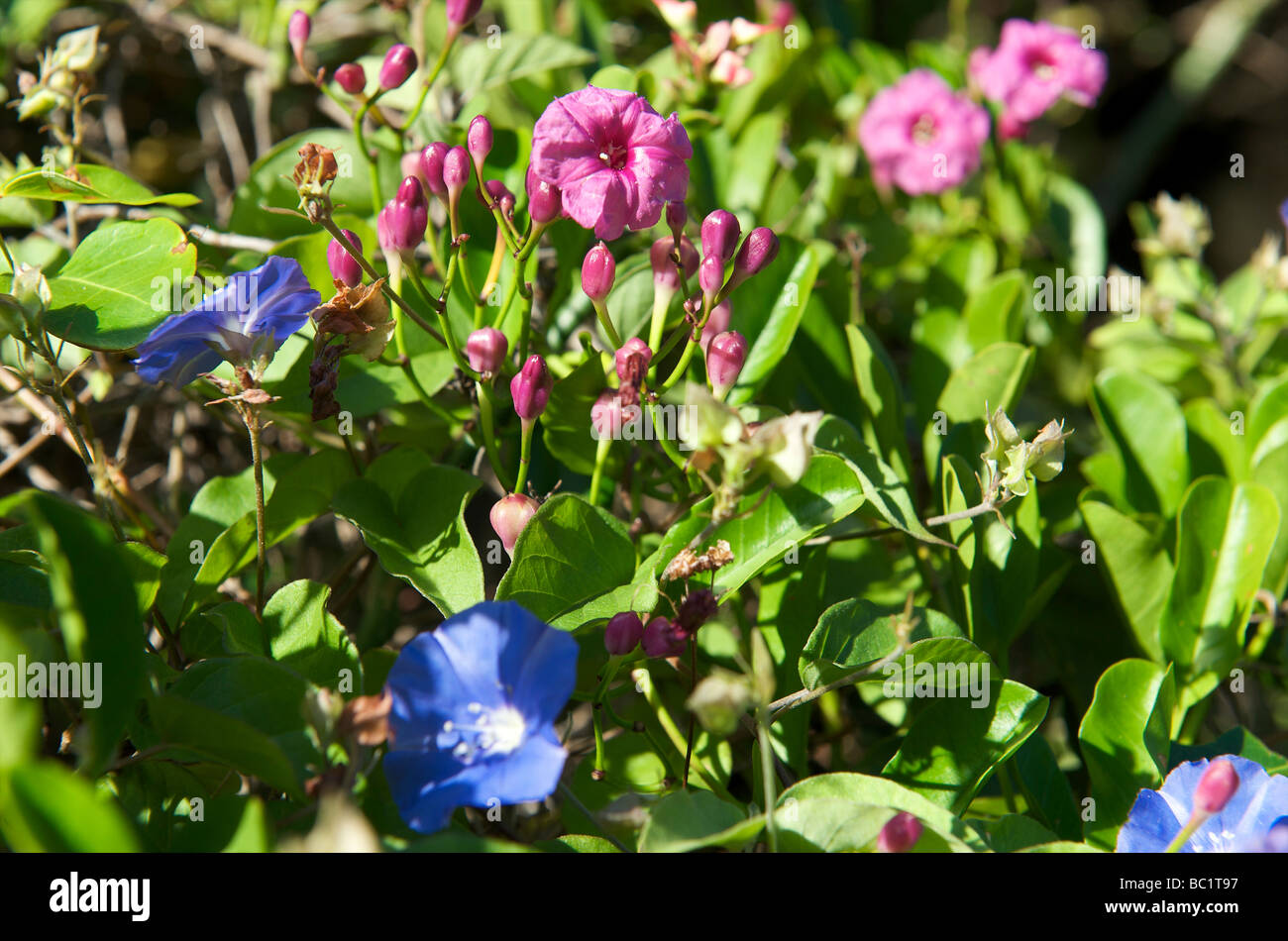 Sint Eustatius national flower morning glory Stock Photo - Alamy