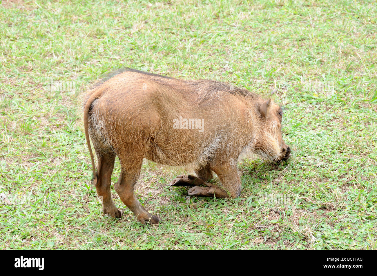 Warthog Phacochoerus africanus grazing Mlilwane Wildlife Sanctuary Swaziland South Africa Stock Photo