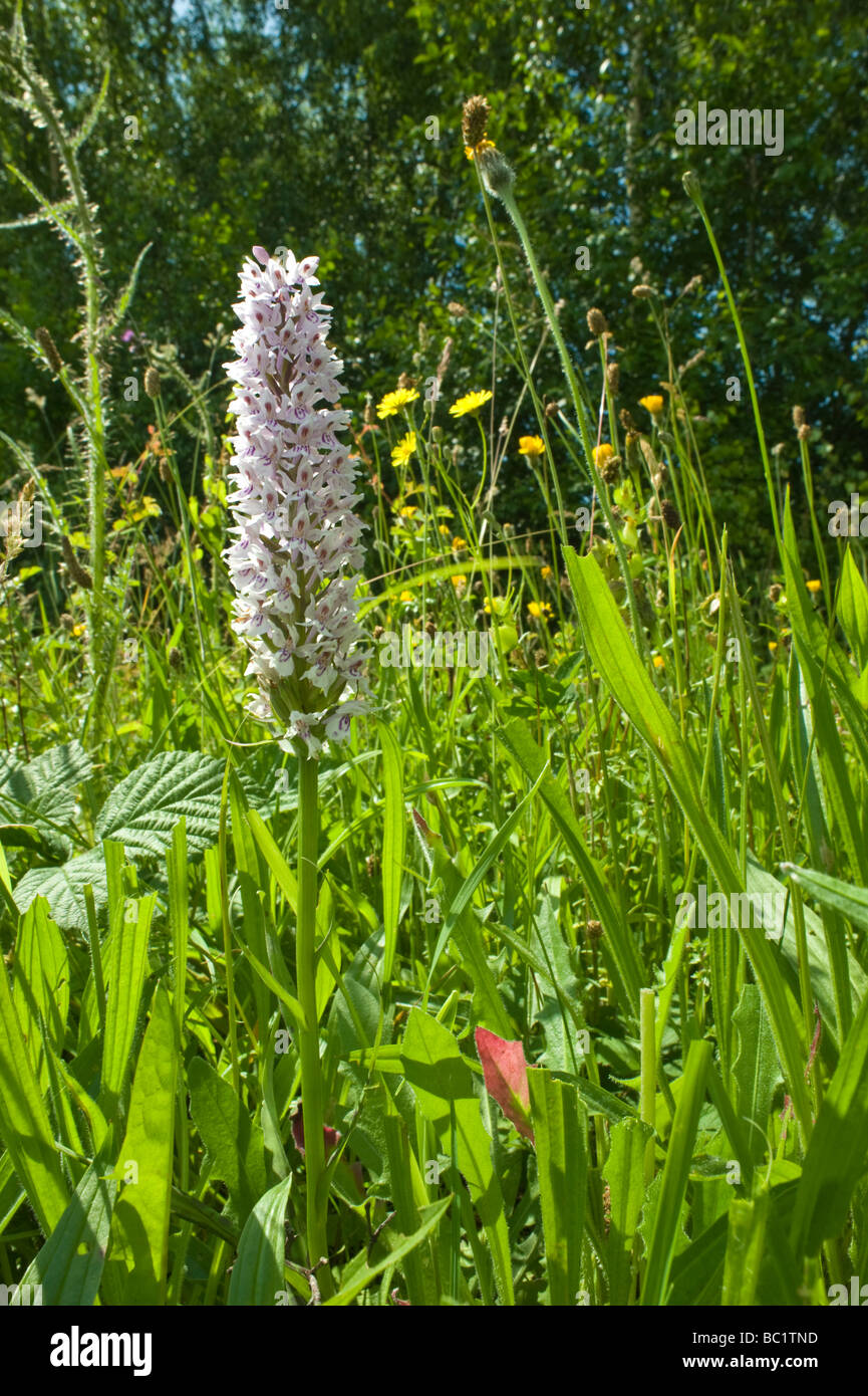 Common Spotted orchid (Dactylorhiza fuchsii) flower spike in meadow Maltby Commons Nature Reserve UK Stock Photo