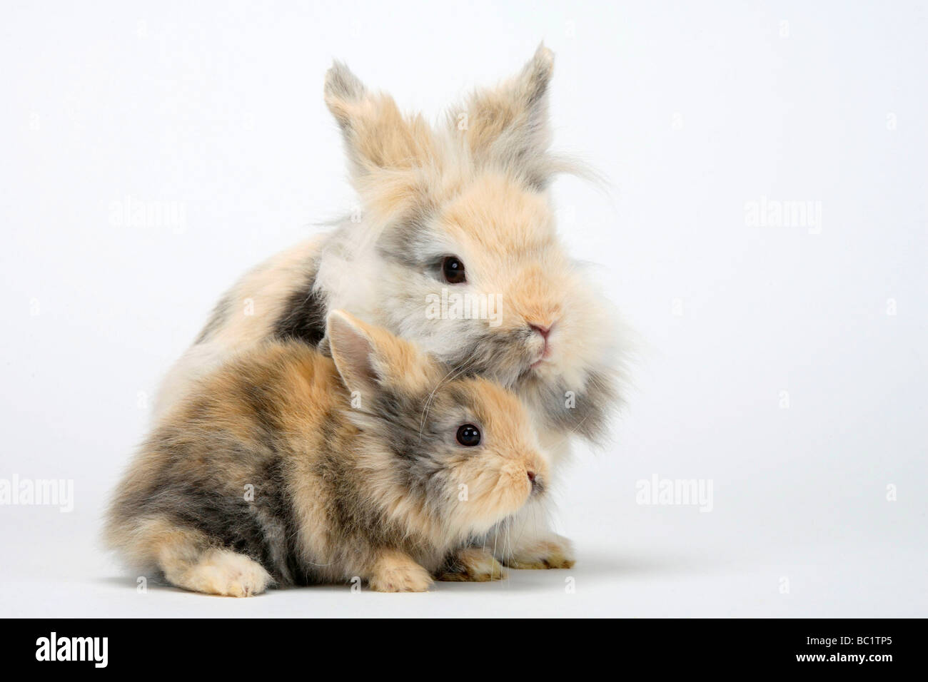 Lion-maned Dwarf Rabbit and young Domestic Rabbit Stock Photo