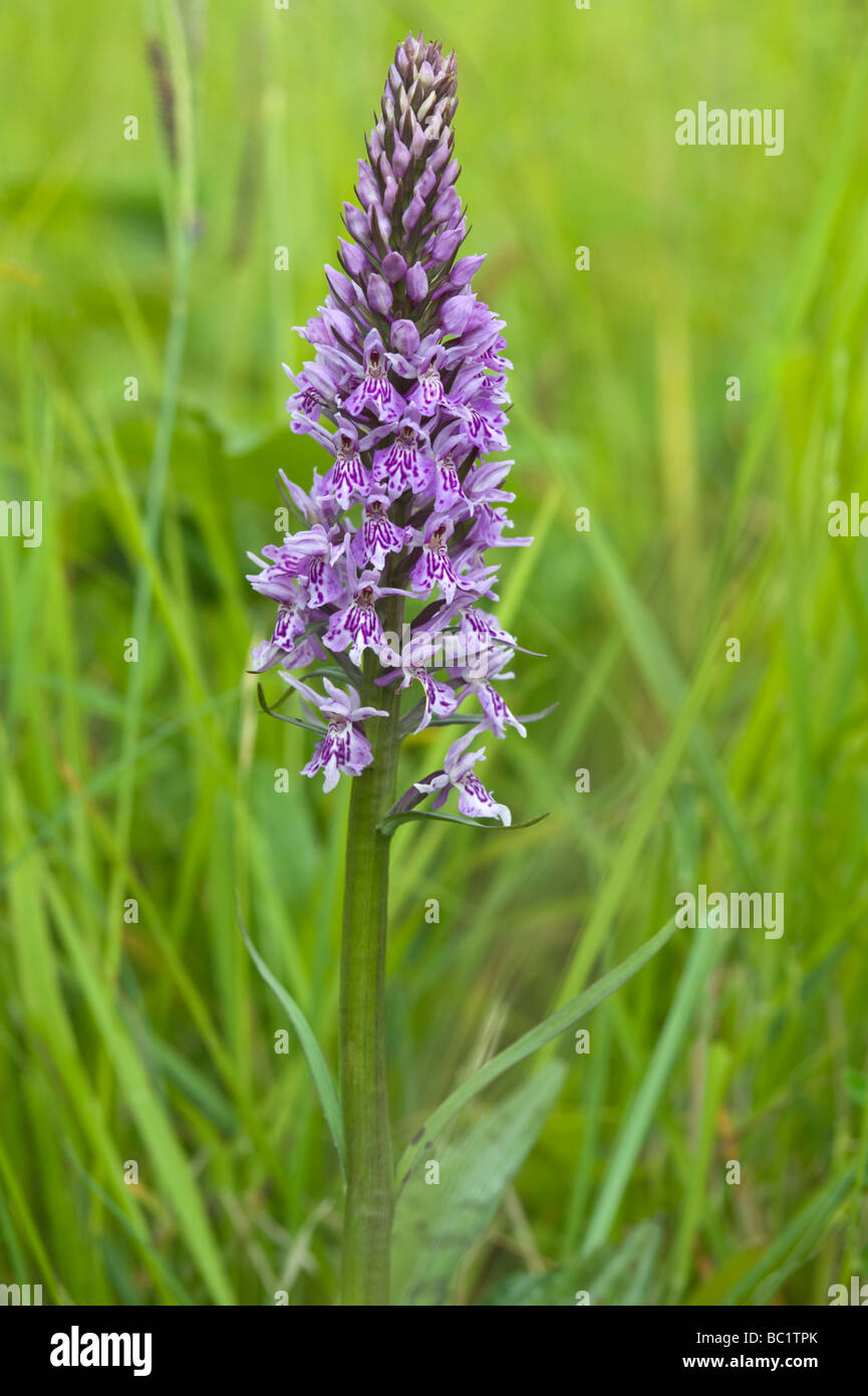 Common Spotted Orchid (Dactylorhiza fuchsii) flower spike Maltby Commons Nature Reserve near Doncaster South Yorkshie UK Stock Photo