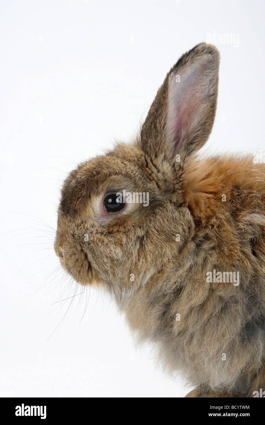 Rabbit profile hi-res stock photography and images - Alamy