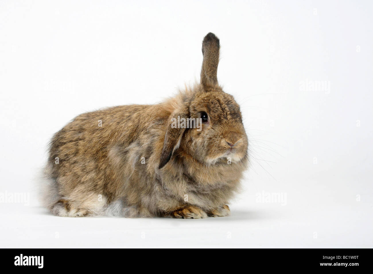 Rabbit cut out hi-res stock photography and images - Alamy