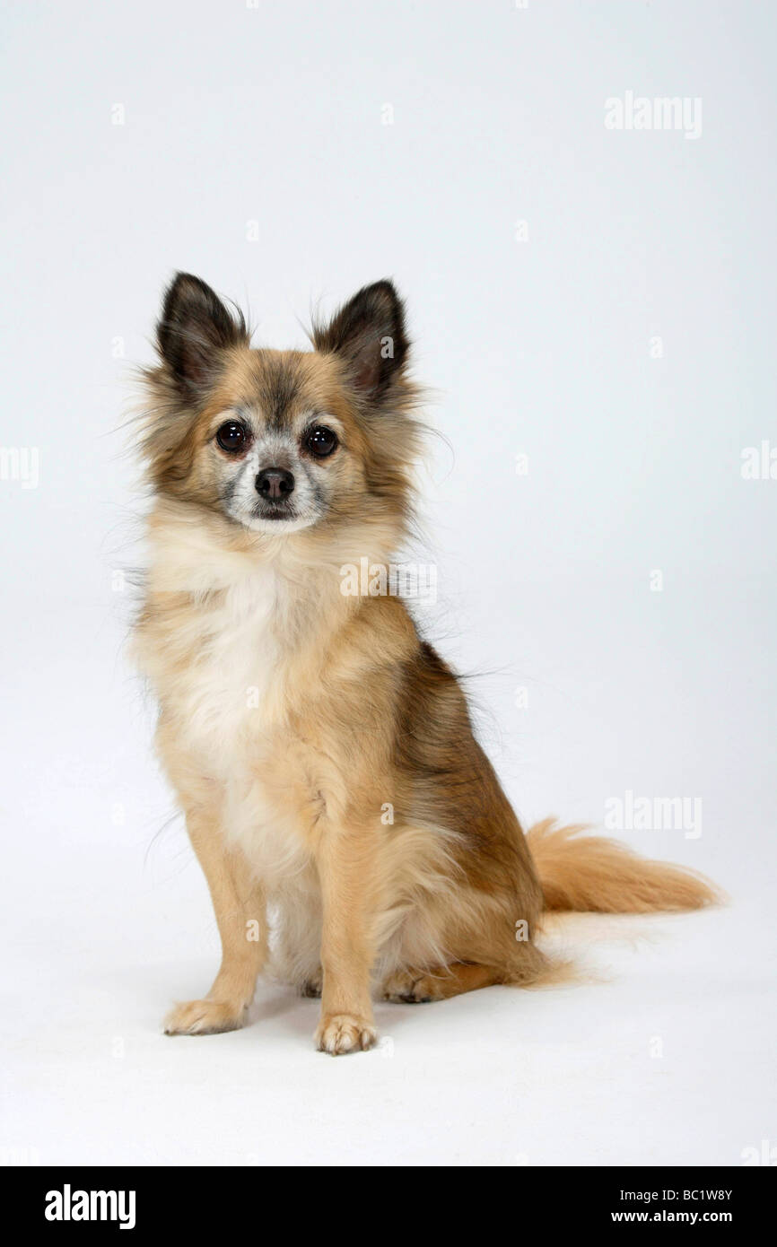 Chihuahua longhaired 11 years old  Stock Photo