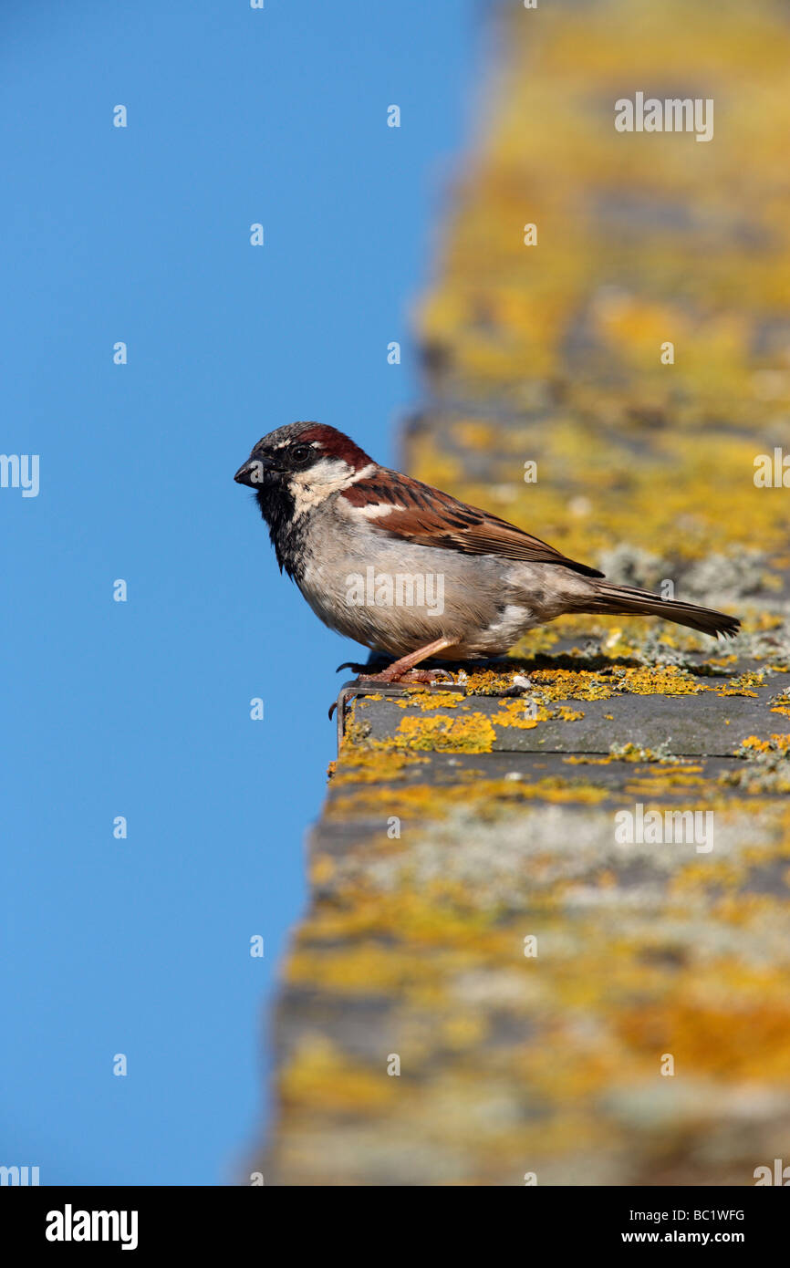 House sparrow Passer domesticus male Scotland summer Stock Photo