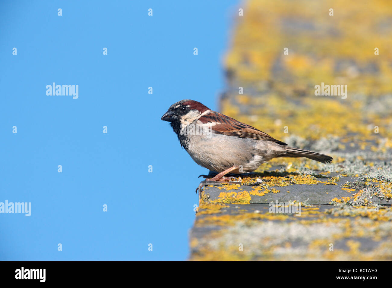 House sparrow Passer domesticus male Scotland summer Stock Photo