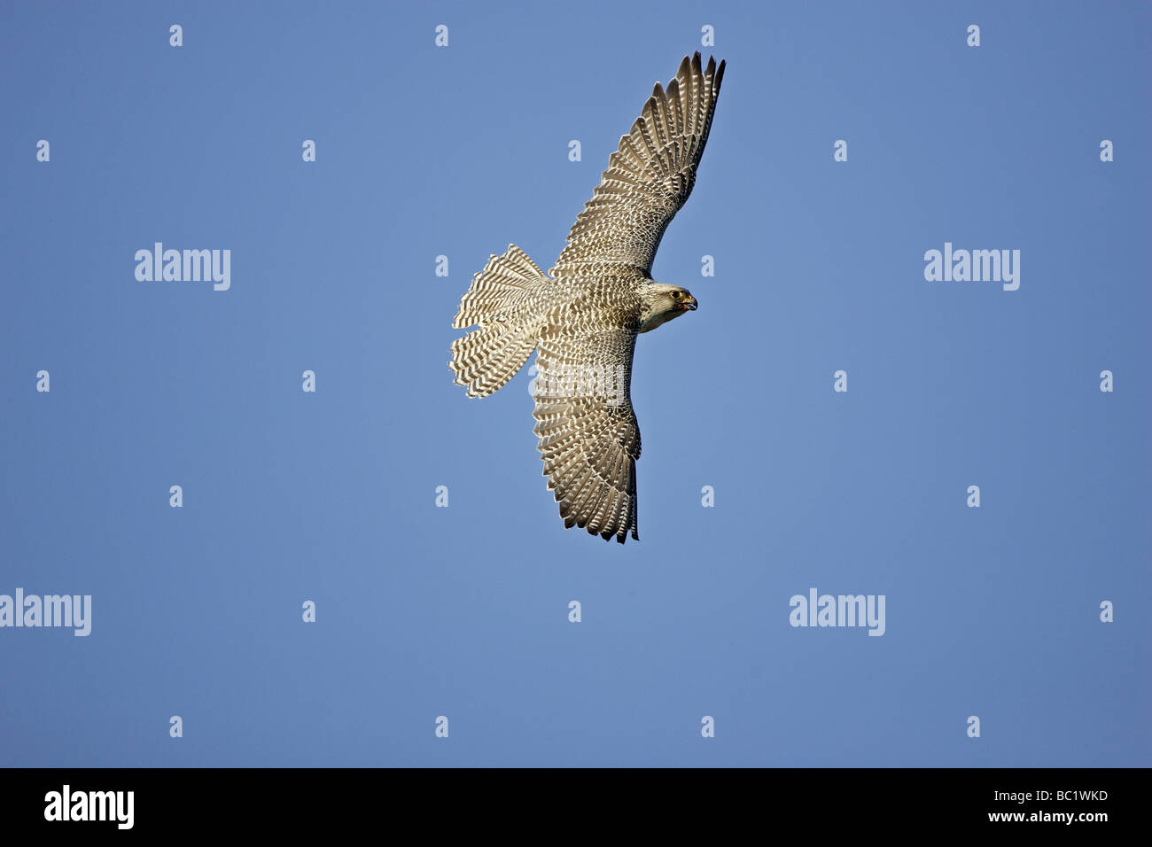 Female Gyr Falcon in flight Stock Photo