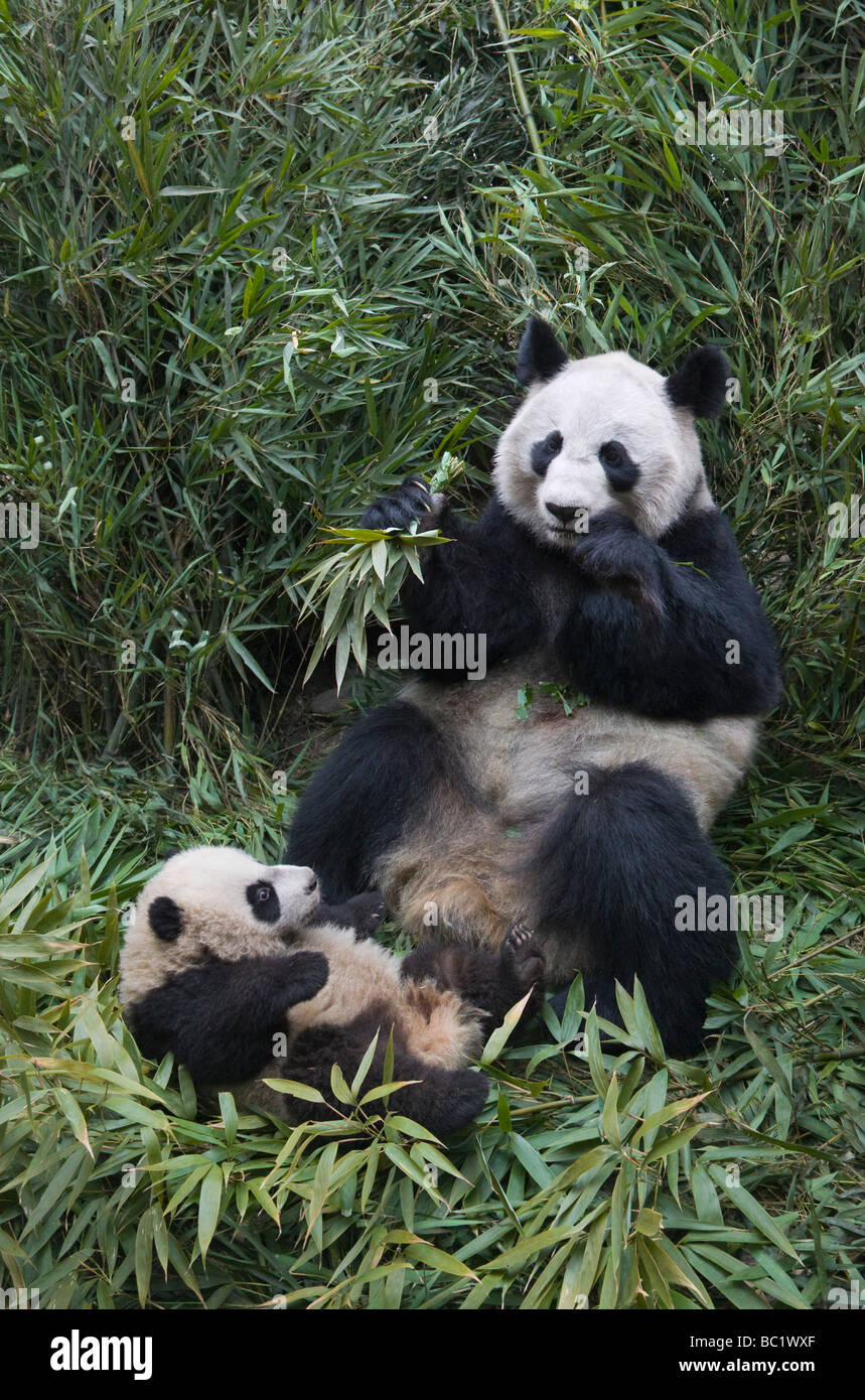 Giant Pandas mother and cub in the bamboo bush Wolong Sichuan China ...