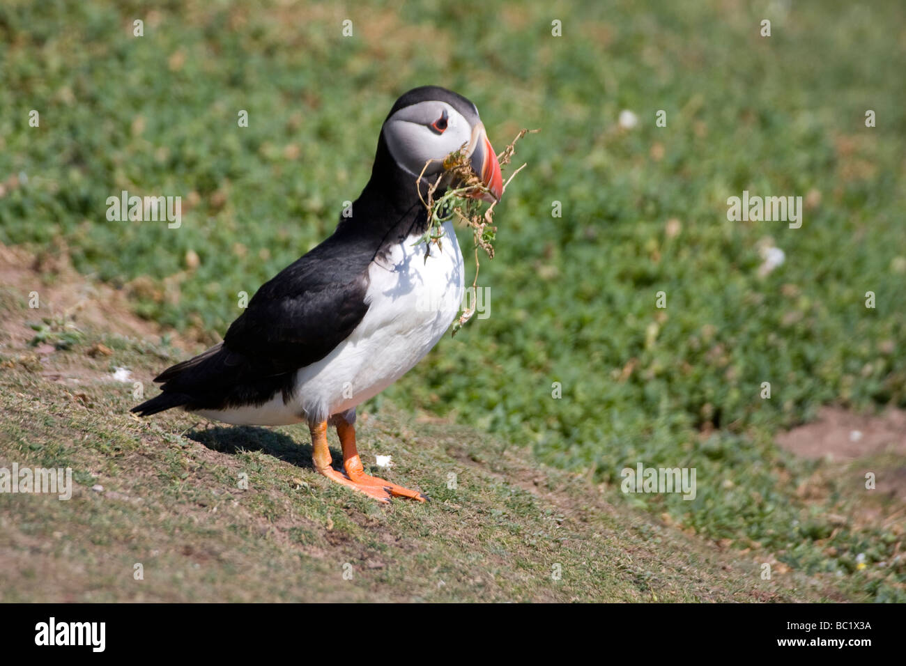 Puffin with Nesting Material Stock Photo - Alamy