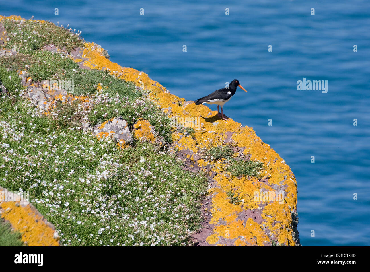 Oystercatcher on rock Stock Photo Alamy