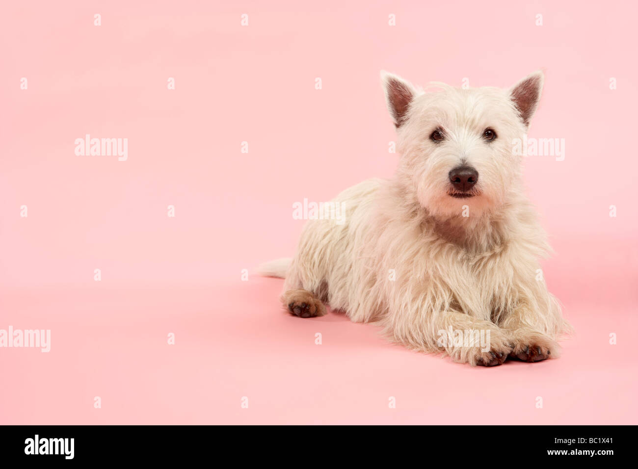 West Highland Terrier Dog In Studio Stock Photo