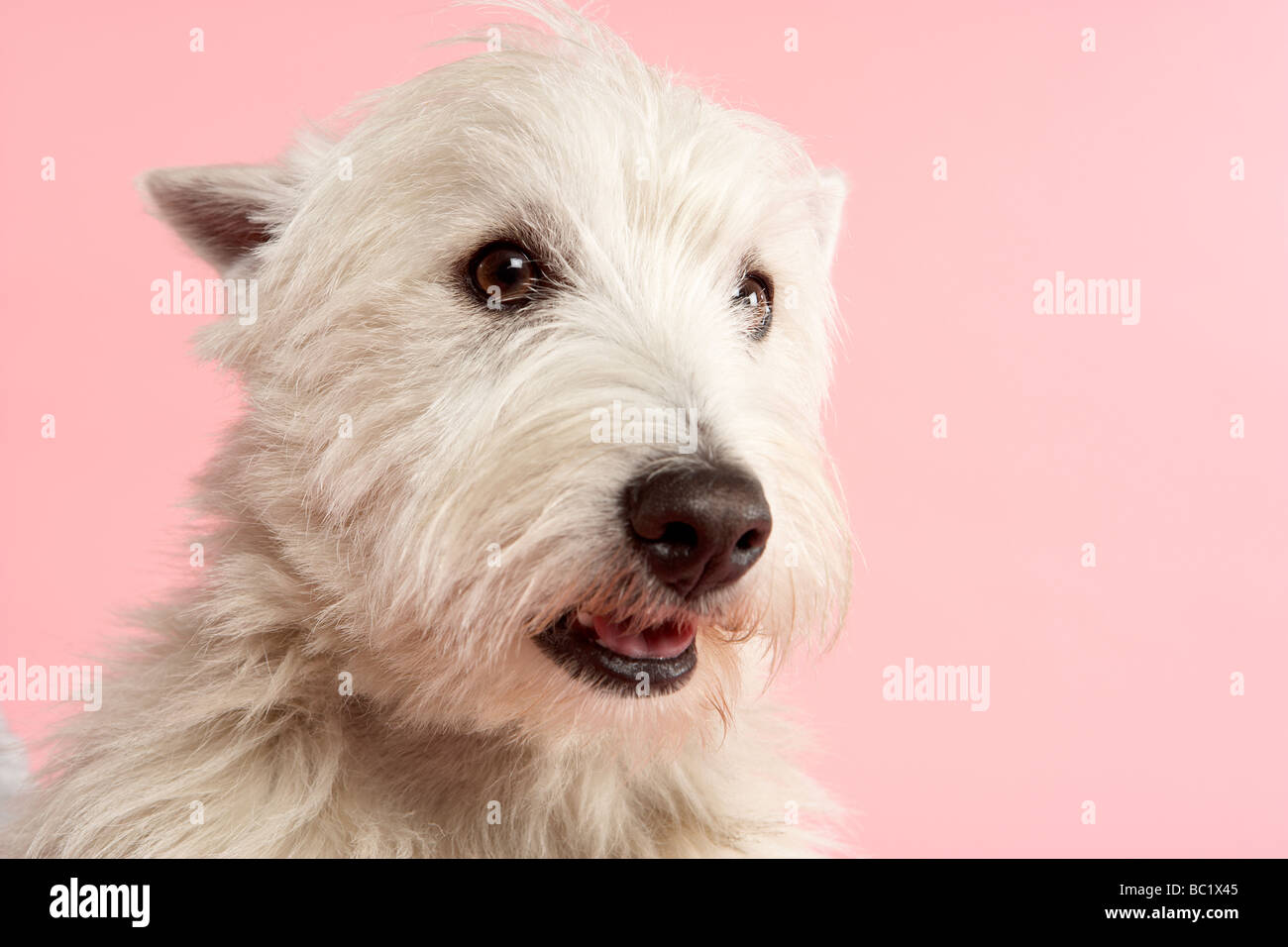 West Highland Terrier Dog In Studio Stock Photo Alamy