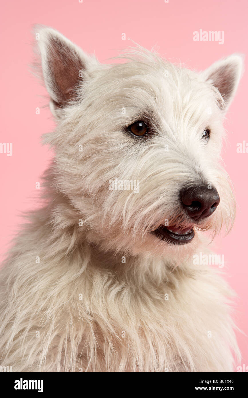 West Highland Terrier Dog In Studio Stock Photo