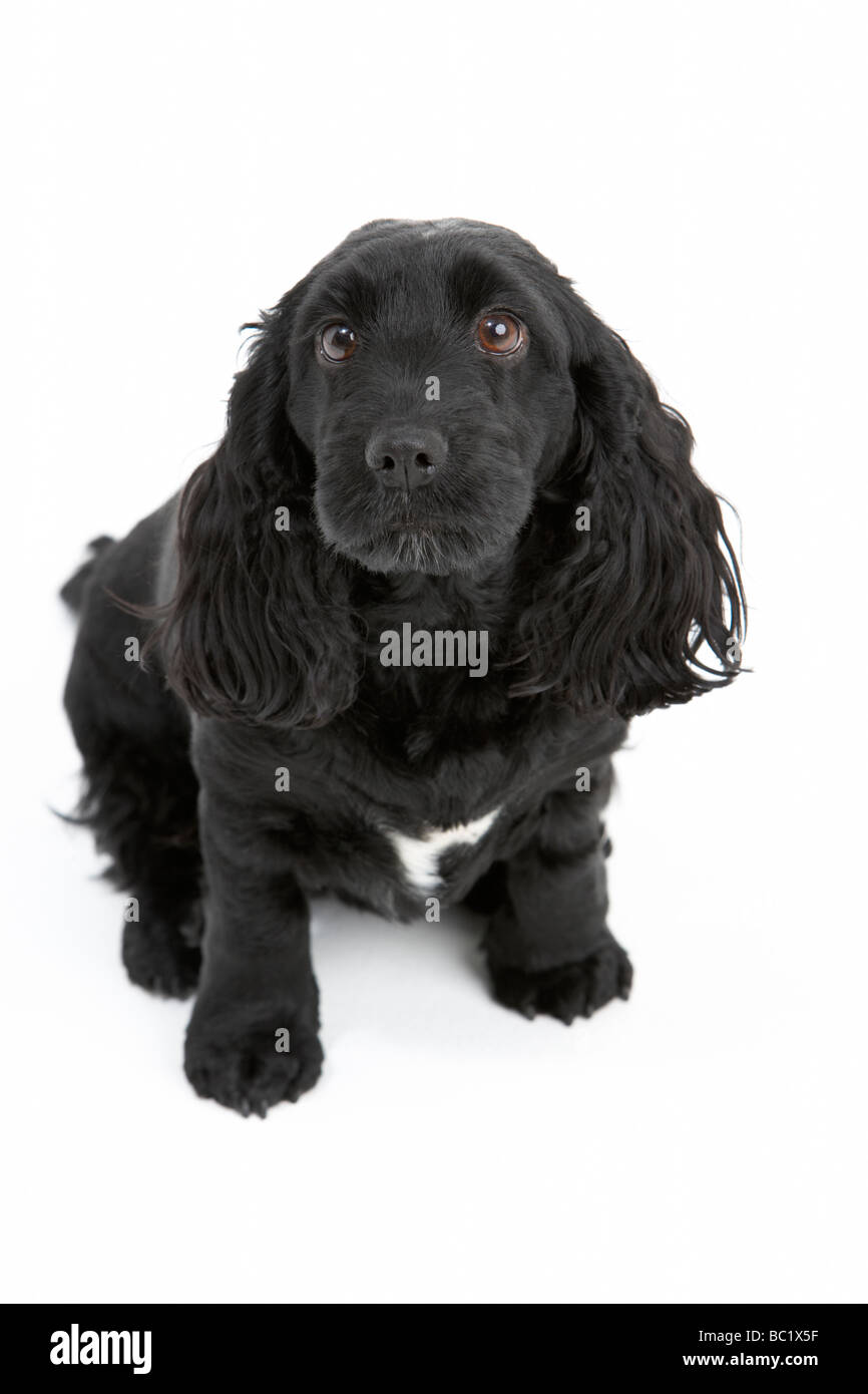 Black Spaniel Puppy In Studio Stock Photo